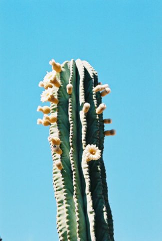 Pachycereus_pringlei